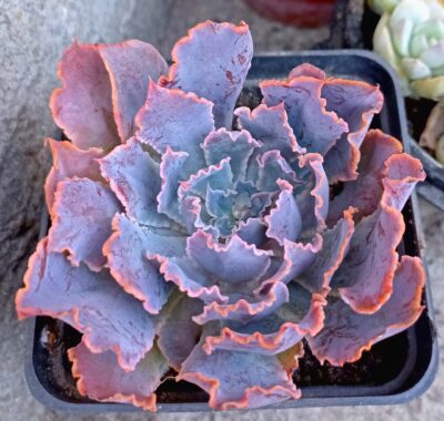 Echeveria shaviana
