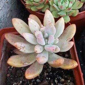 Pachyphytum longifolium