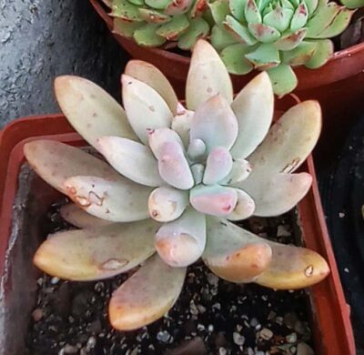 Pachyphytum longifolium