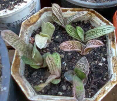 Gasteria cv. Little Warty - Зображення 2