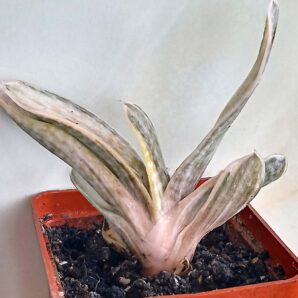 Gasteria nigricans var. marmorata f. variegata