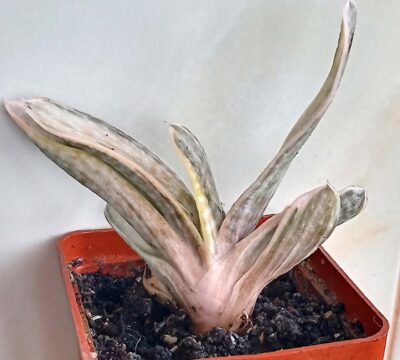 Gasteria nigricans var. marmorata f. variegata