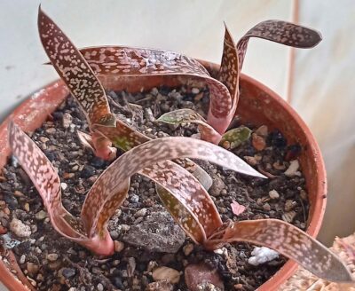 Gasteria carinata 'Snow Storm' - Зображення 2