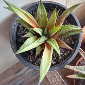 Haworthia cv. Metallica