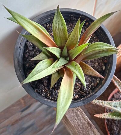 Haworthia cv. Metallica