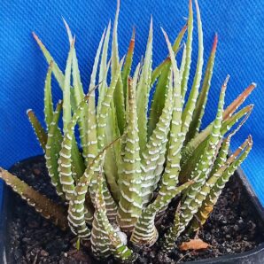 Haworthia fasciata f. variegata White form