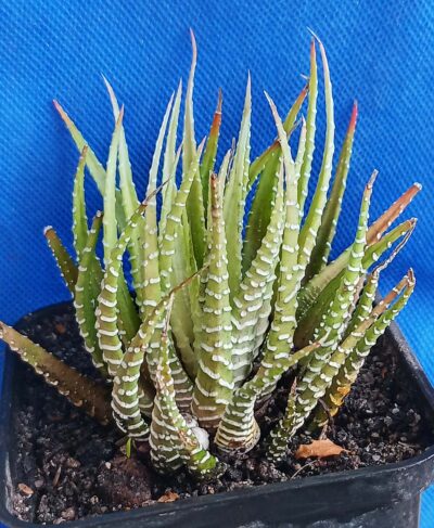 Haworthia fasciata f. variegata White form