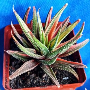 Haworthia attenuata f. variegata