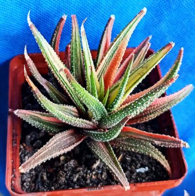 Haworthia attenuata f. variegata