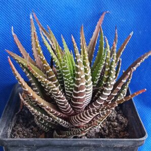 Haworthia fasciata