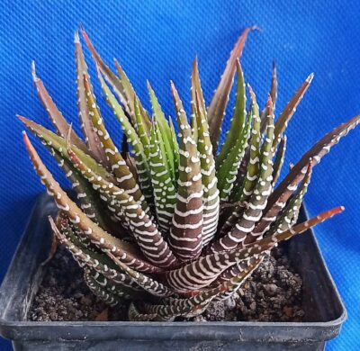 Haworthia fasciata