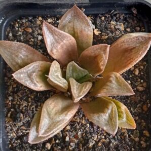 Haworthia retusa