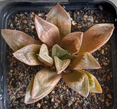 Haworthia retusa