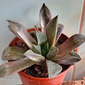 Haworthia pygmaea