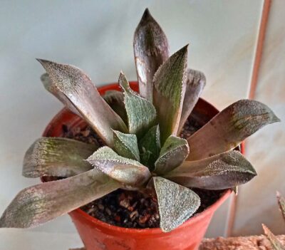 Haworthia pygmaea