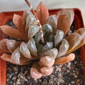 Haworthia hybr. cooperi x pygmaea
