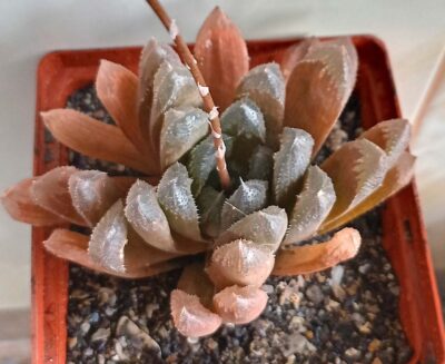 Haworthia hybr. cooperi x pygmaea