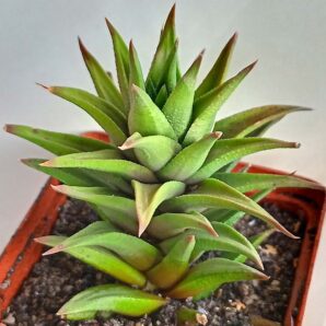 Haworthia subattenuata ssp. light form