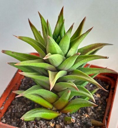 Haworthia subattenuata ssp. light form