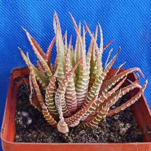 Haworthia fasciata f. variegata White form