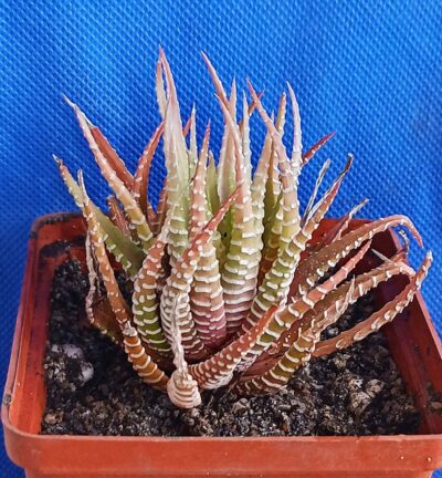 Haworthia fasciata f. variegata White form