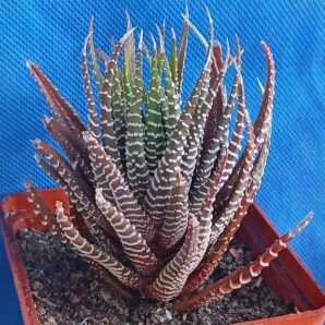 Haworthia fasciata