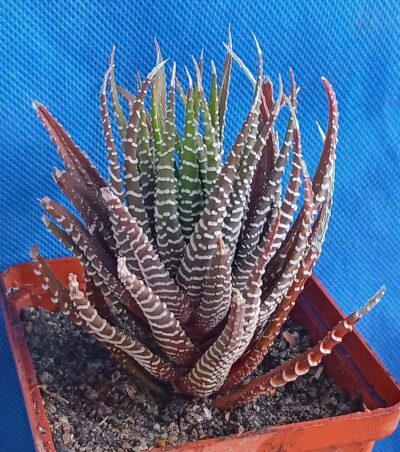 Haworthia fasciata