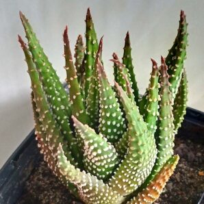 Haworthia Donut