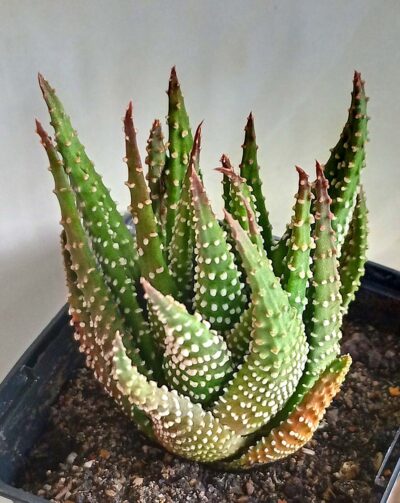 Haworthia Donut