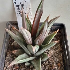 Haworthia tortuosa f. variegata White
