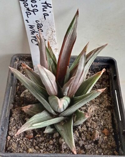 Haworthia tortuosa f. variegata White