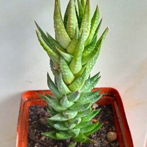 Haworthia coarctata hybr.