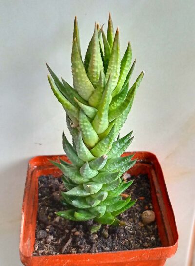 Haworthia coarctata hybr.