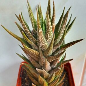 Haworthia limifolia x coarctata