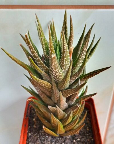 Haworthia limifolia x coarctata