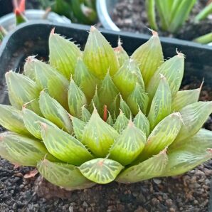 Haworthia cooperi v. pilifera