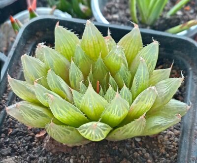 Haworthia cooperi v. pilifera