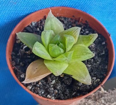 Haworthia cymbiformis