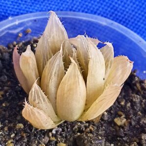 Haworthia cooperi v. pilifera