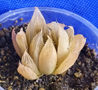 Haworthia cooperi v. pilifera