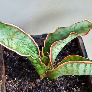 Sansevieria kirkii cv. Silver Blue