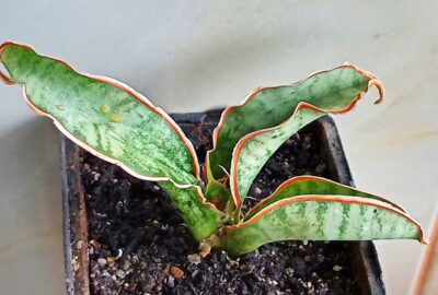 Sansevieria kirkii cv. Silver Blue