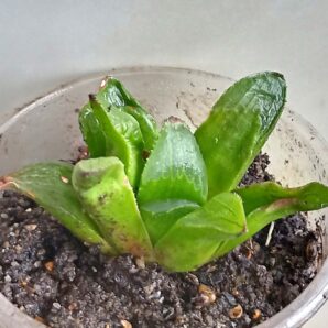 Haworthia retusa
