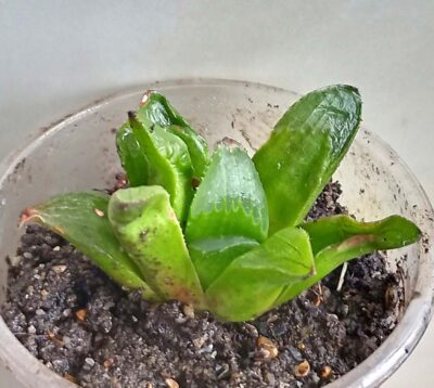 Haworthia retusa
