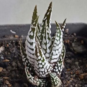 Haworthia fasciata 'Alba'