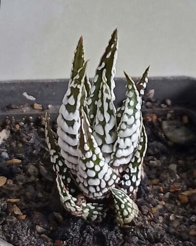 Haworthia fasciata 'Alba'
