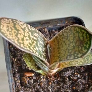 Gasteria maculata