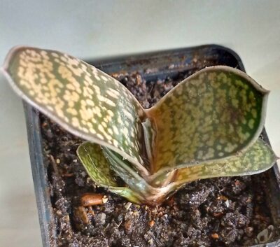 Gasteria maculata