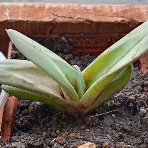 Gasteria cv. Green Ice