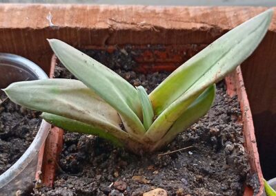 Gasteria cv. Green Ice